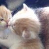 millibobdod