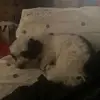 leo_bugay2
