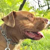 BounceThePitbullﾊﾞｳﾝｽﾁｬﾝﾈﾙ🇯🇵