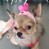 doggystoryandme