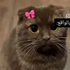 its_bushra98