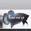 tinhdonphuong43
