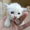 vivojktbu.kemal_xiv