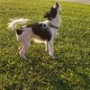 dogmasters
