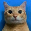catmetall