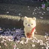 meowchichann06