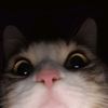 wiintaerbear