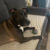 pittbull.labmom