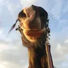 alex_og00