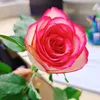 xuanphuong27_qb