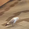 zohwiee