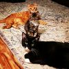 catmomdavis