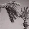 yhkke