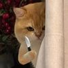 janejiraajt_