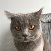 darius_728