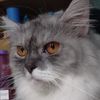mollypersian_