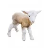 hungerlambs