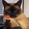 cutessyyyy