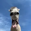 quynhphe_