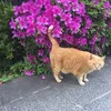 nekodash123