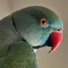 jazzyjayirn