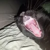 noxlbn