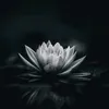 maiphuong081