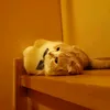misa_el_96217