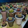 supot_cactus