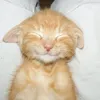 phw.uynlol