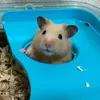hamsterisverycute