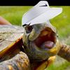 visedtortoise0