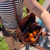 midwestmango