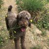 coffee.the.poodle