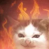 catinko__