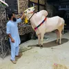 mughalcattlefarm1