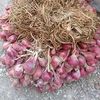 koreng084