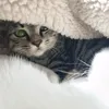 meomo_mochi