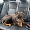 mavithedoberman