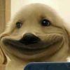 54540228joe