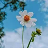 th_854