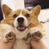 corgistalina