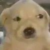 tumamiricachona1
