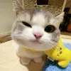 xio_imatomato