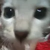 pixieeeeee00