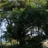 lulualop