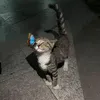 honagnguynnn