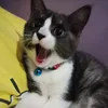 nengnuraisyah479