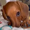 zanettcassi
