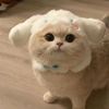 babykoi_116